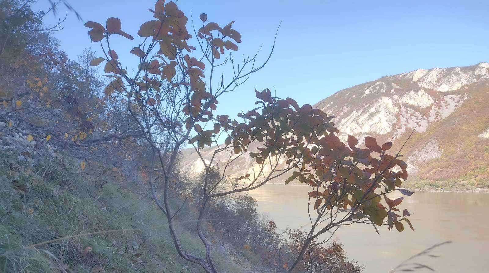 Rujevina poznata po svom izuzetno lekovitom dejstvu / foto: RINA