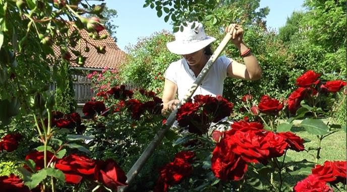 Verica podno Vujna napravili pravi rajski vrt / foto: RINA