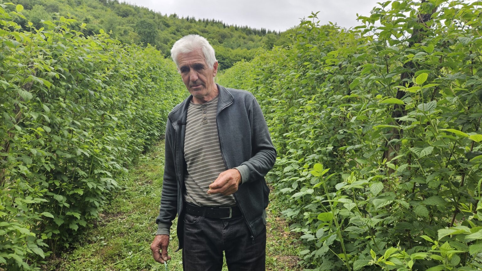 Milivoje se godinama bavi malinarstvom / foto: RINA