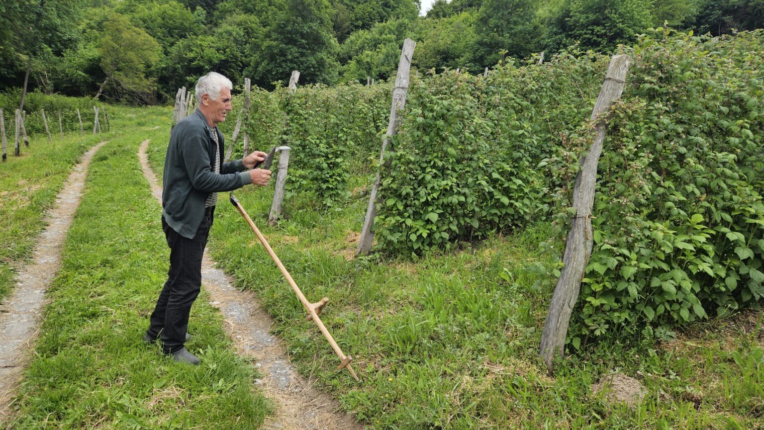 Realno bi bilo da cena bude 500 dinara: Milivoje iz Polimske doline gaji maline na 70 ari, sve je spremio i čeka berbu (FOTO)