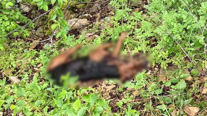 Jeziv prizor u selu Rajac kod Čačka: Pet mrtvih pasa i oko njih patroni, meštani i aktivisti zgroženi i uplašeni - na teren izašla dva policajca i forenzičar (FOTO)