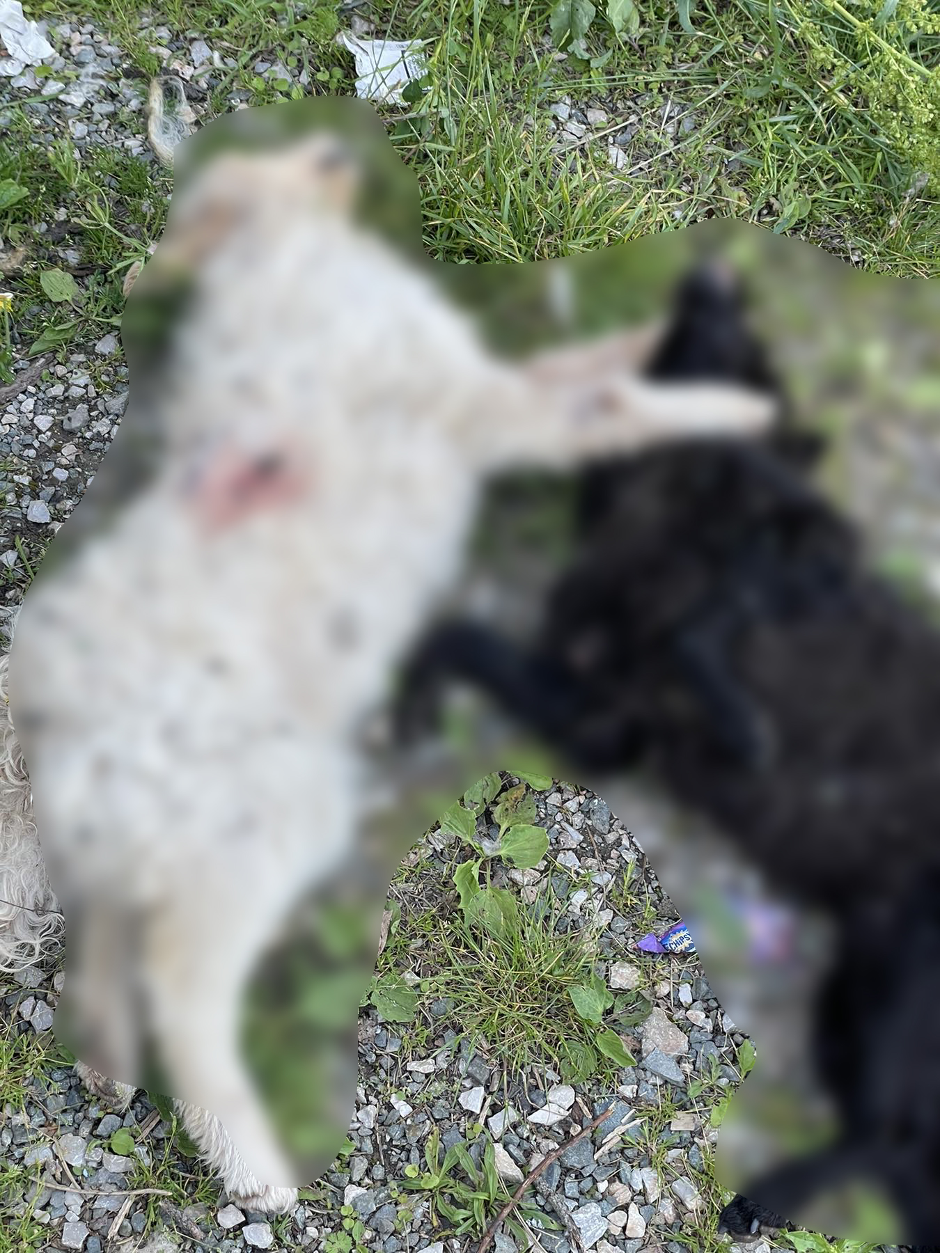 Mrtvi psi u selu Rajac kod Čačka / foto: Privatna arhiva
