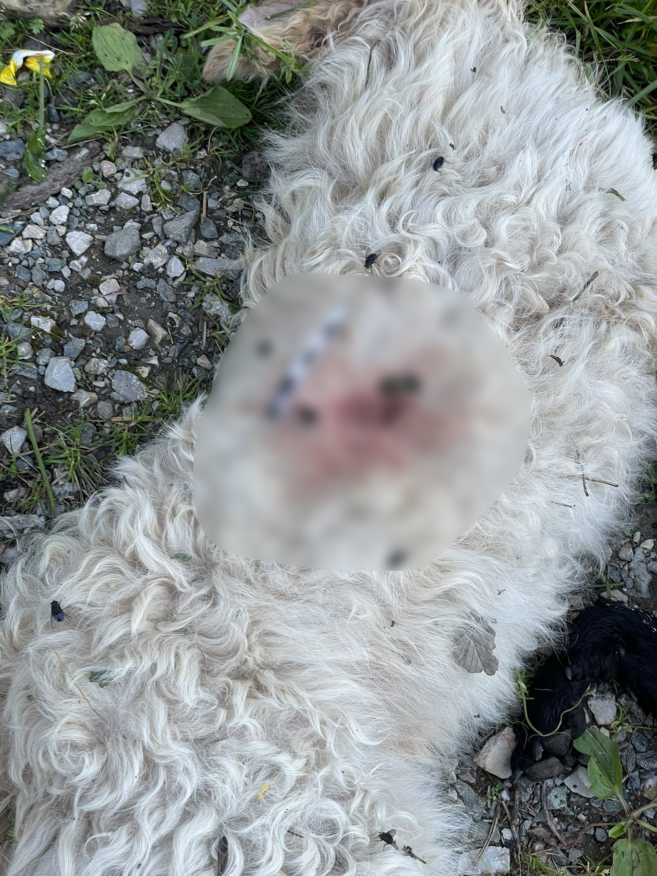 Mrtvi psi u selu Rajac kod Čačka / foto: Privatna arhiva