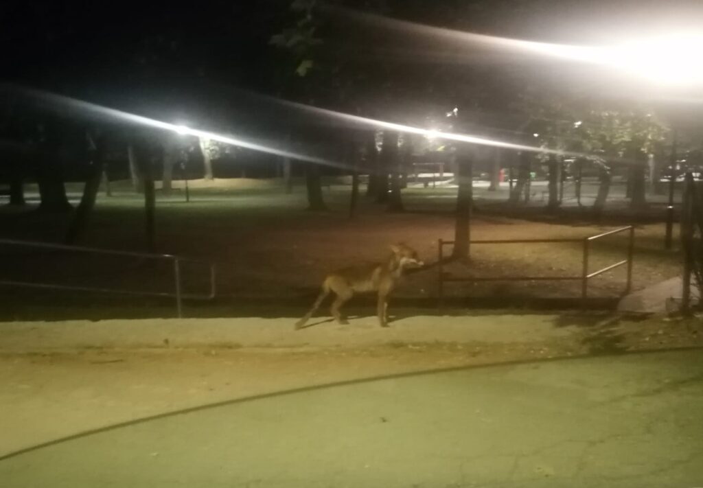 Nismo verovali koga vidimo ispred nas: Nesvakidašnji posetilac parka u Prijepolju, između klupa i sprava prošetala je - lisica (FOTO)