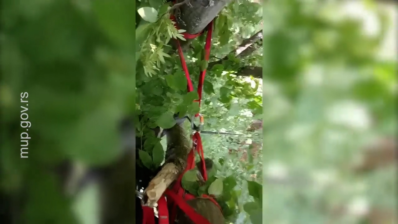 Drama na nebu iznad Čačka: Praglajderista izgubio kontrolu i pao u drveće, izvlačili ga spasioci (FOTO)(VIDEO)