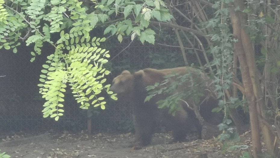 Mečka sa tri mečeta svaki dan uočava se kod Perućca: Hitan apel iz NP Tara - ne krećite se obalom tokom noćnih i ranih jutarnjih sati, ne prilazite plovilima