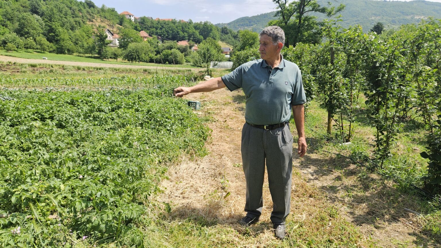 Zakoračio u osmu deceniju, ali ne odustaje od rada na njivi: Hajrudin iz Prijepolja najbolji je dokaz da su godine samo broj na papiru (FOTO)