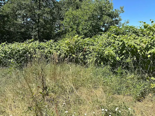 Kašljao, kijao pa mu prekipelo: Slavko iz čačanskog naselja Ljubić ručno čupa korov na svom i komšijskim imanjima, on je poznati borac protiv ambrozije (FOTO)