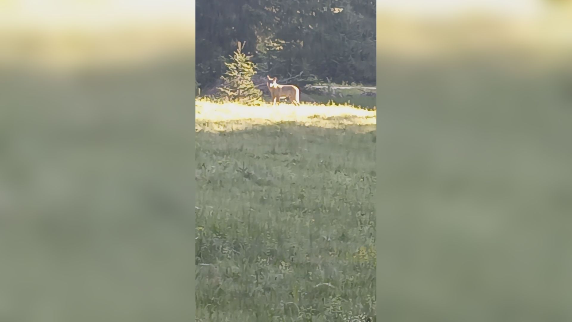 Oči u oči sa opasnim vukom na 300 metara od porodične kuće: Radovan sa Durmitora imao neverovatan susret - ono što je on doživeo jako retko se događa (FOTO)