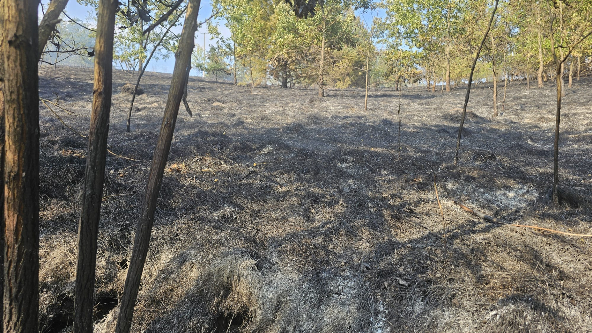 Veliki požar u Koštunićima kod Gornjeg Mialanovca: Vatra progutala 20 hektara, kuće ugrožene – meštani mole za pomoć (FOTO)