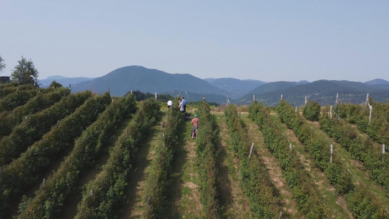 Alarmantno stanje u srpskim malinjacima, površine pod crvenim zlatom na manje od 8.000 hektara i sve više nestaju: Oglasio se stručnjak Leposavić i poručio - hitno se mora pronaći rešenje (FOTO)
