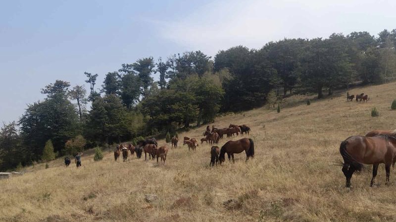 Žedni lepotani su napojeni: Grad Kraljevo i nadležno preduzeće obezbedili vodu za krdo poludivljih konja na planini Stolovi - ove životinje su veličanstven prizor koji se retko viđa 