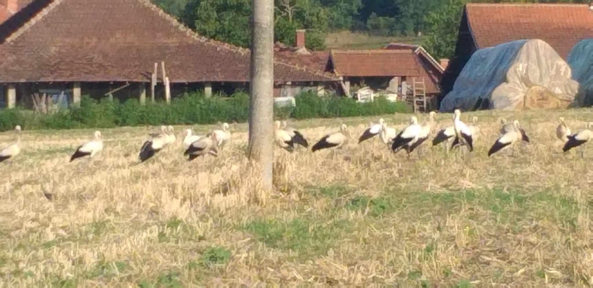 Prizor nas je oduševio, izgledalo je nestvarno: Jato belih roda sletelo na livadu u selu kod Topole - meštani se nadaju da ptice simbolišu berićetnu i dobru godinu (FOTO)