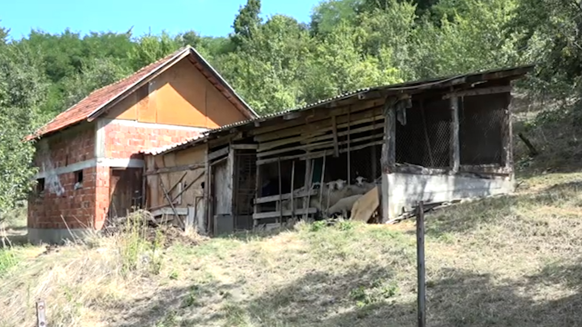Jeziv pokolj u Prijepolju, psi lutalice rastrgli osamnaest ovaca: Ljubinku Pjanoviću treći put uništeno stado (FOTO)