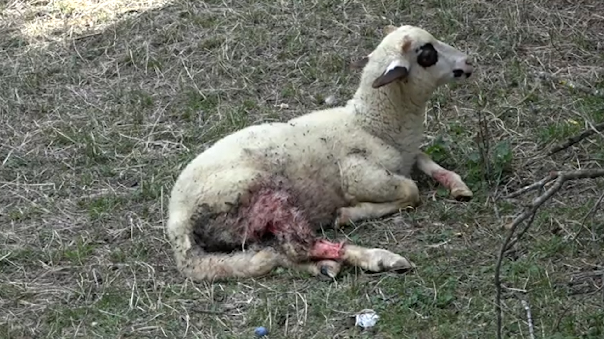 Jeziv pokolj u Priboju, psi lutalice rastrgli osamnaest ovaca : Ljubinku Pjanoviću treći put uništeno stado ovaca/ Foto: RINA