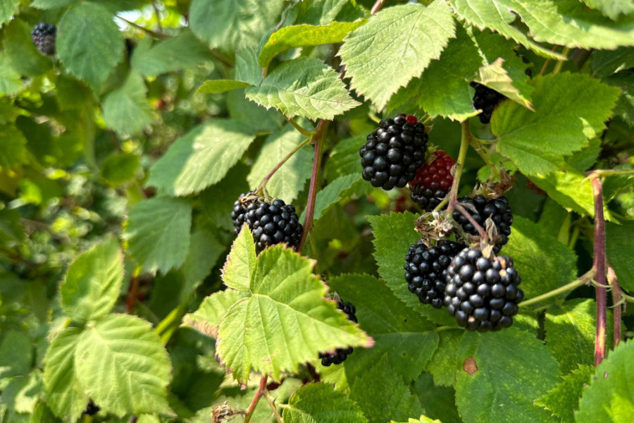 Sezonski radnici nakon malina sada beru ovo voće, može da se zaradi i do 5.000 dinara dnevno: Kupine odlično rodile ali otkupna cena manja nego prošle godine/ Foto: RINA