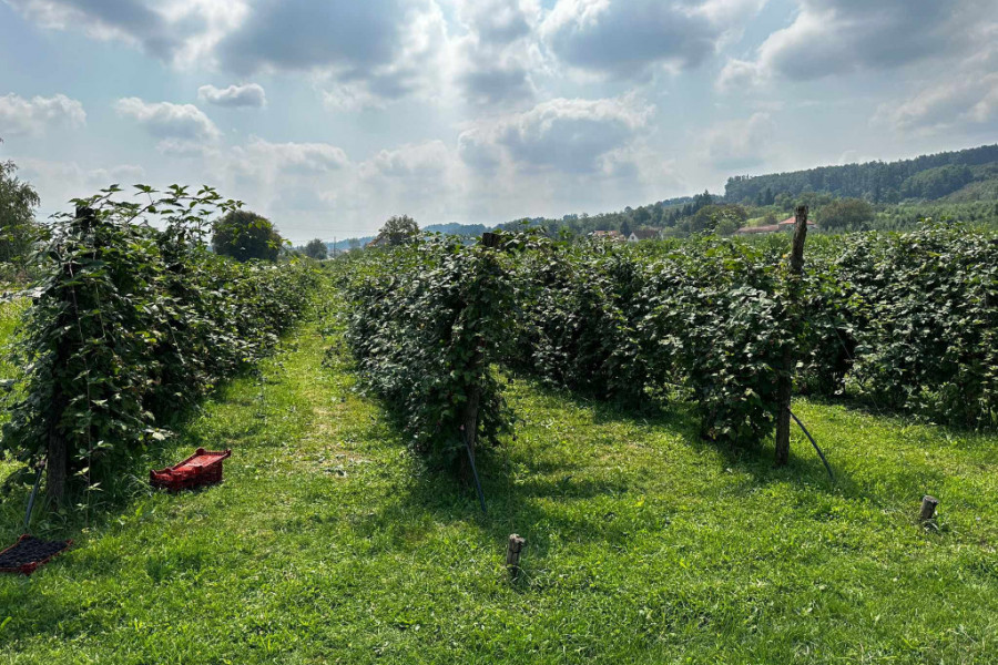 Sezonski radnici nakon malina sada beru ovo voće, može da se zaradi i do 5.000 dinara dnevno: Kupine odlično rodile ali otkupna cena manja nego prošle godine