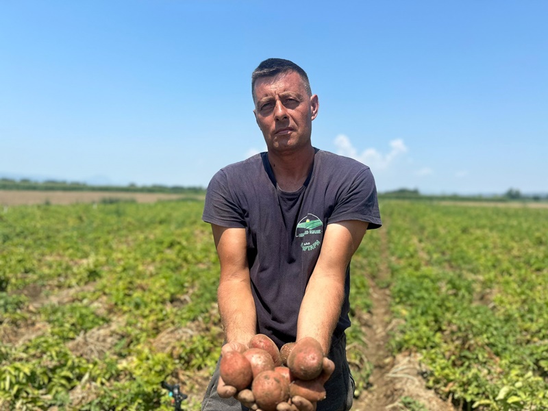 Mi ga prodamo za 30 dinara, a marketi na našoj muci zarađuju duplo više i gde je tu logika: Dejan iz Zablaća uzgaja krompir na 15 hektara - rod i kvalitet vrhunski ali cena očajna (FOTO)