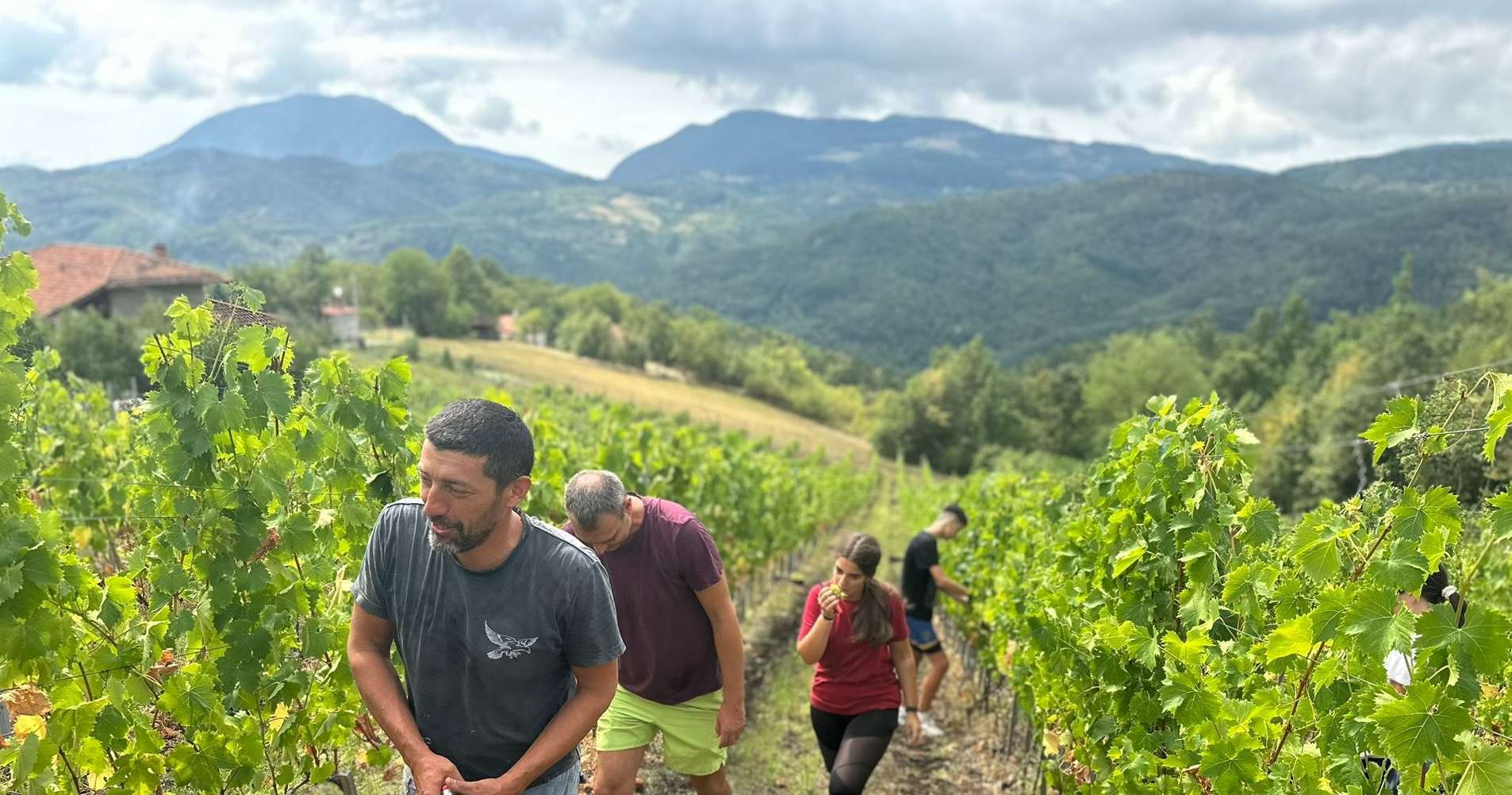 Tomići na Kablaru imaju vinograd za ponos / foto: RINA