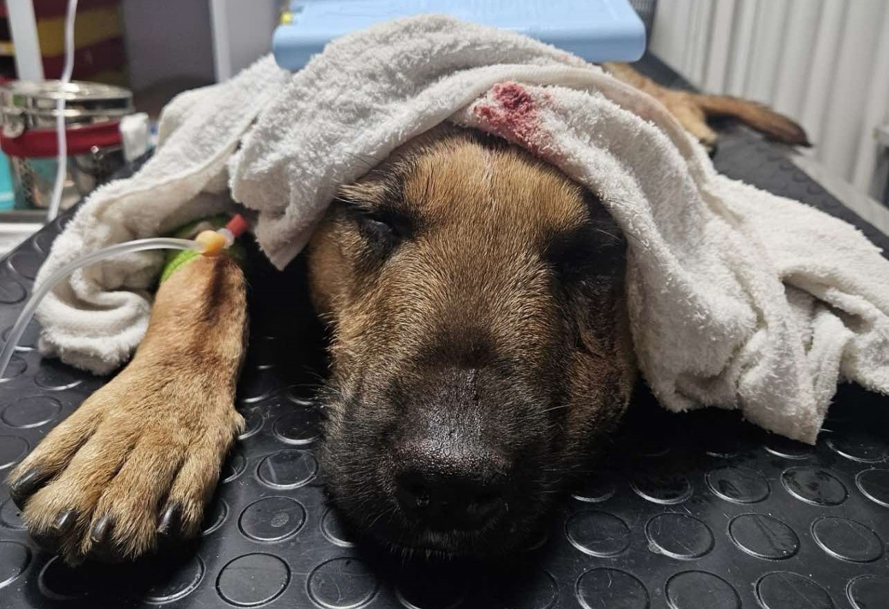 Užas u Priboju: Muškarac motkom krvnički po glavi i telu izudarao mirnog psa, veterinari mu jedva spasili život - sada dobri Njonjo traži dom jer će ga na ulici ubiti (FOTO)(VIDEO)
