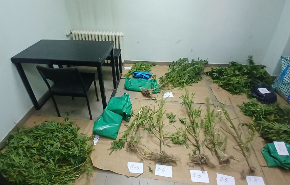 Uhapšen Kraljevčanin: Uzgajao kanabis u okolini ovog grada, oduzeta veća količina narkotika/ Foto: MUP