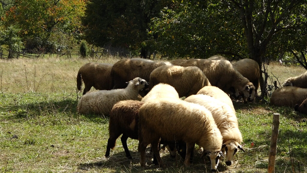 Probudio me lavež i buka, a kad sam izašao prizor je bio zastrašujući: Medvedi i psi lutalice prave haos u selima kod Priboja - za samo nekoliko dana zaklali 17 ovaca i jagnjadi (FOTO)