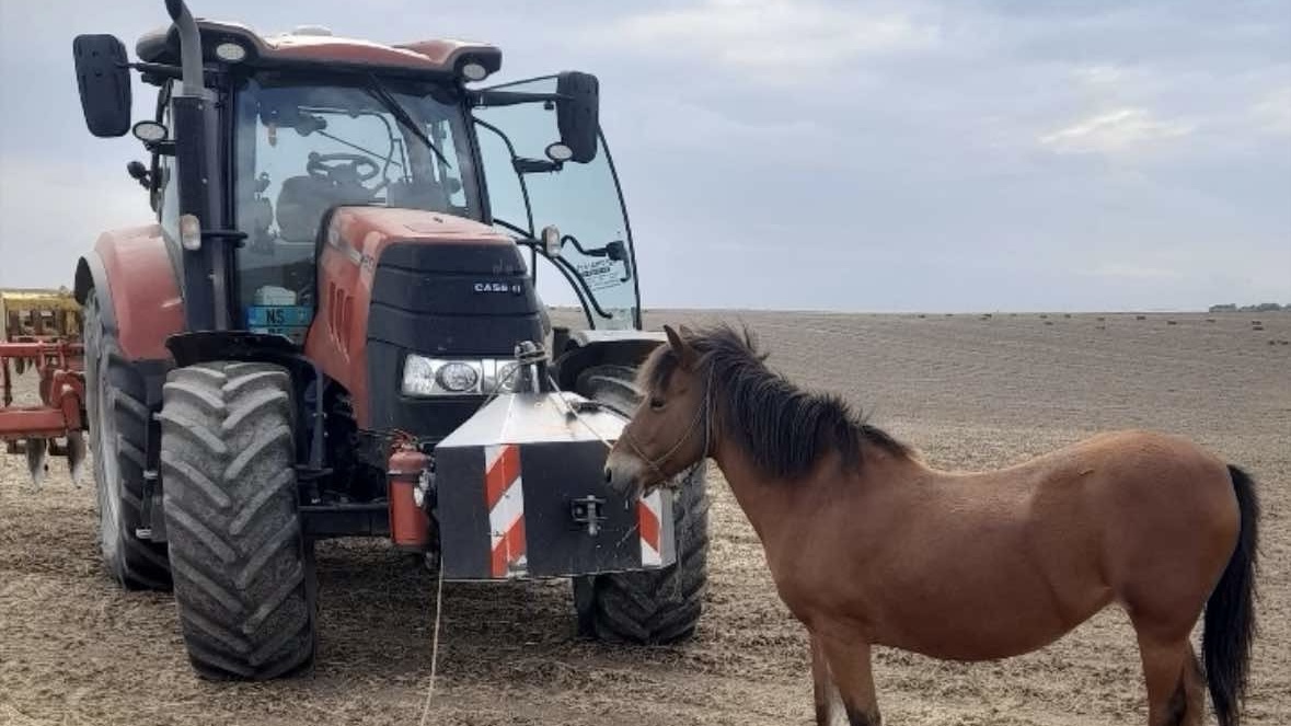 Nesvakidašnja situacija na sremskoj njivi: Aleksandar pronašao izgubljenu ždrebnu kobilu - nije odustao dok nije pronašao vlasnika kako životinja ne bi bila prepuštena sama sebi (FOTO)