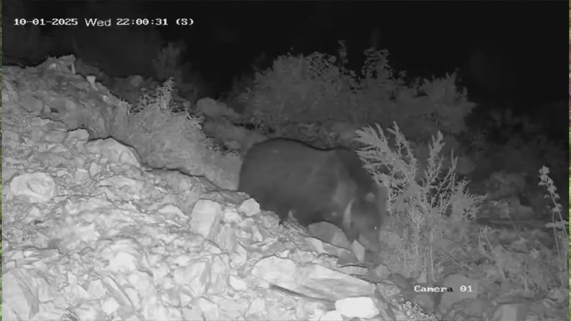 Kakav lepotan stigao na hranilište: Nepoznat i nezvan medved došao da se počasti pred zimski san - kamere na Jadovniku sve zabeležile (FOTO)
