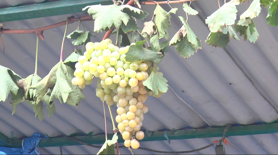 Kilogram grožđa na tezgi 200 dinara, domaće vino 400 po litru: Srpska Toskana ovog vikedna slavi - na hiljade ljudi dolazi u Topolu a najtraženije je upravo ovo voće (FOTO)