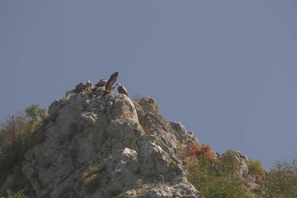 Svuda pođi, kući dođi: Munja je srpski dvogodišnji beloglavi sup - nakon letovanja na Alpama stigao u svoj kanjon Uvca 