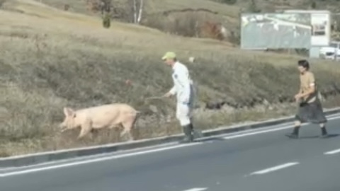 Nesvakidašnja scena kod Zlatibora: Krmača pobegla na magistralu a vlasnik prutićem pokušava da je vrati - vozači u neverici