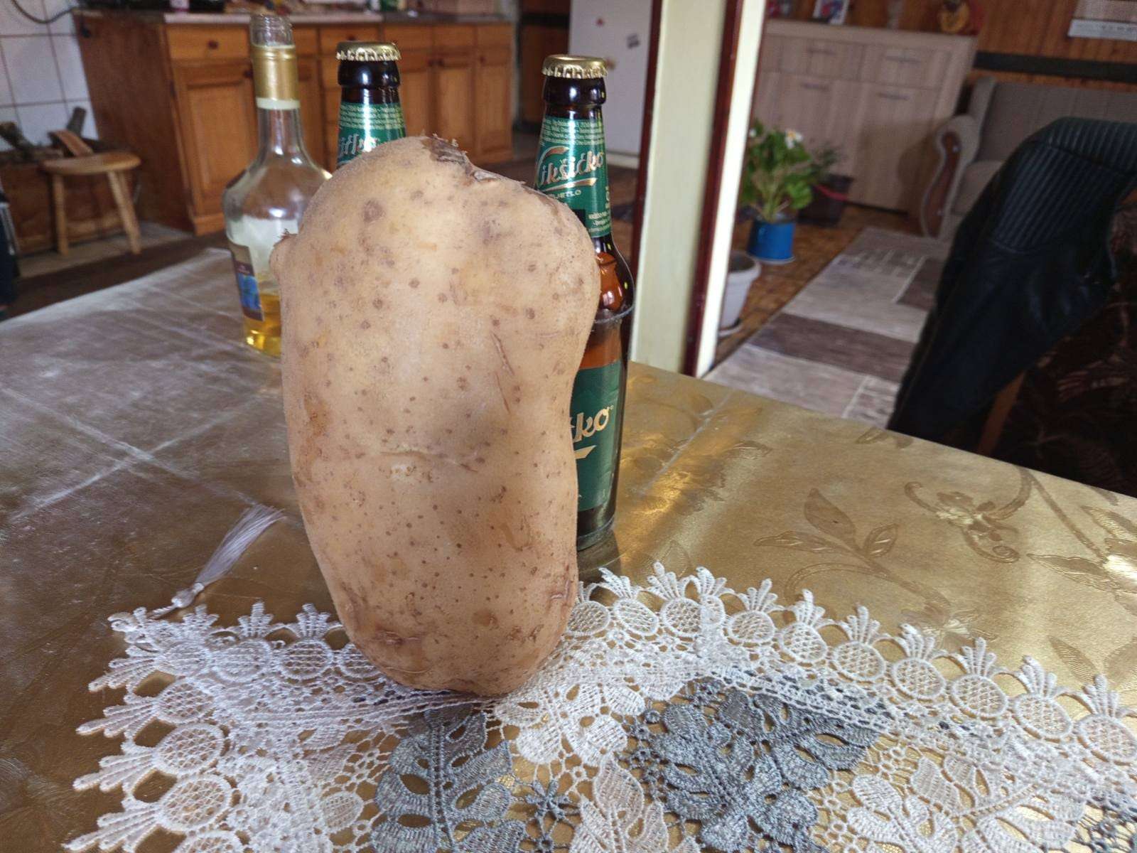 Kad ga je izvagao, nije verovao: Ogromni plodovi u Zoranovom domaćinstvu u selu Kućani - jedan krompir težak skoro dva kilograma/ Foto: RINA