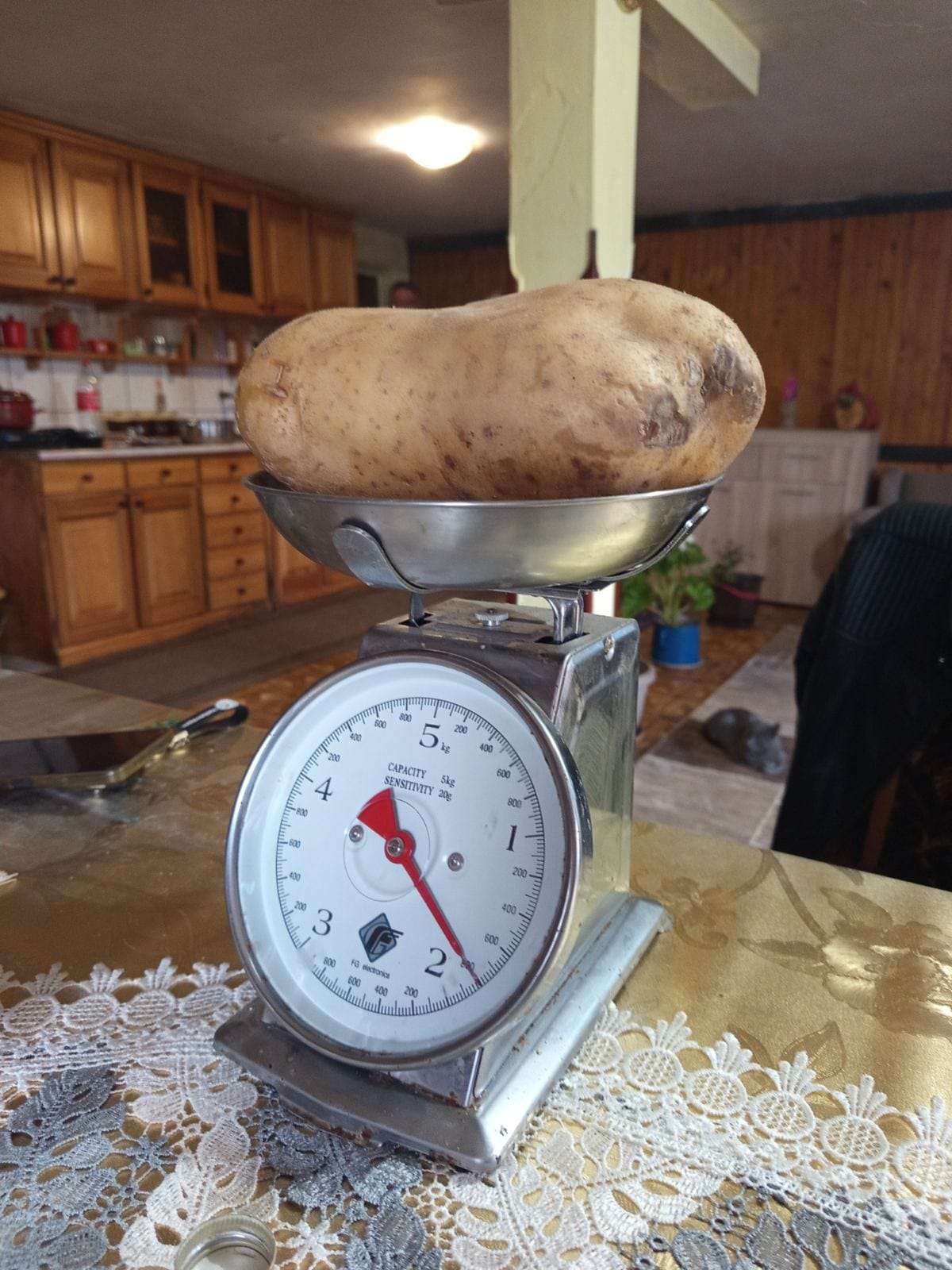 Kad ga je izvagao, nije verovao: Ogromni plodovi u Zoranovom domaćinstvu u selu Kućani - jedan krompir težak skoro dva kilograma (FOTO)