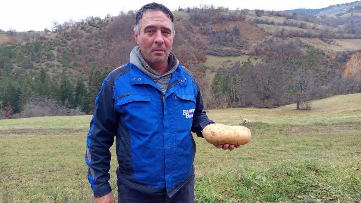 Kad ga je izvagao, nije verovao: Ogromni plodovi u Zoranovom domaćinstvu u selu Kućani - jedan krompir težak skoro dva kilograma (FOTO)
