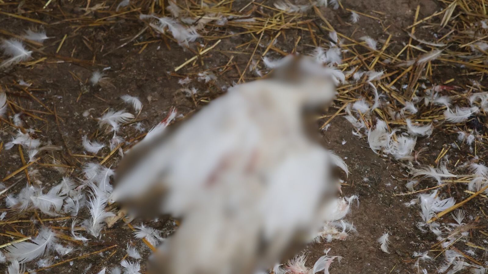 Užas u Loznici kod Čačka: Psi lutalice poklali celu živinu, domaćin zatekao stravičan prizor u kokošinjcu/ Foto: RINA