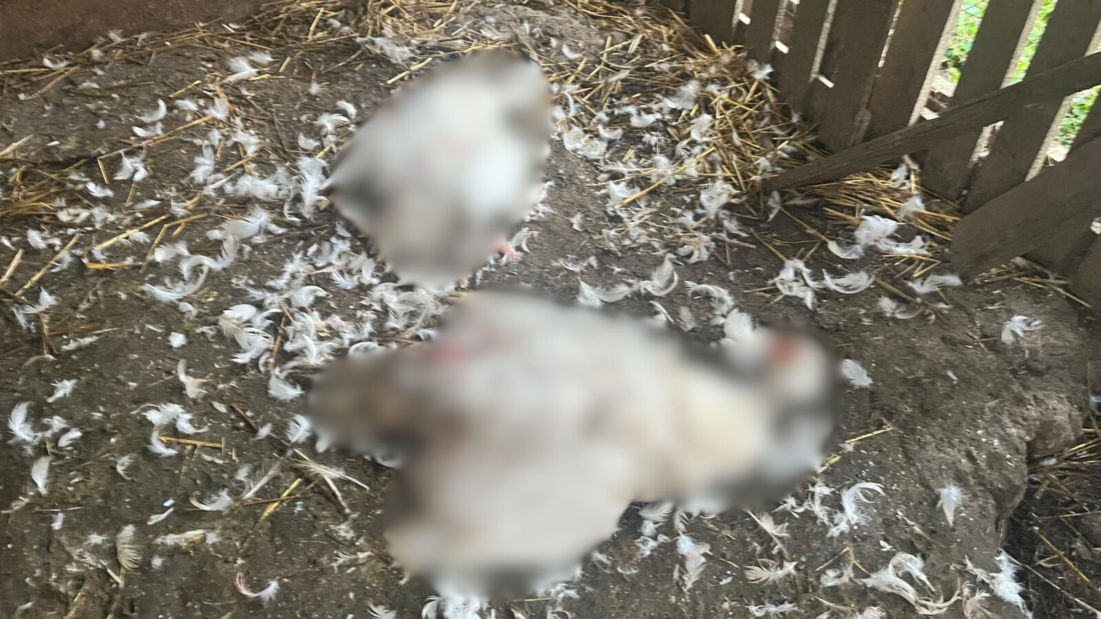 Užas u Loznici kod Čačka: Psi lutalice poklali celu živinu, domaćin zatekao stravičan prizor u kokošinjcu (FOTO)