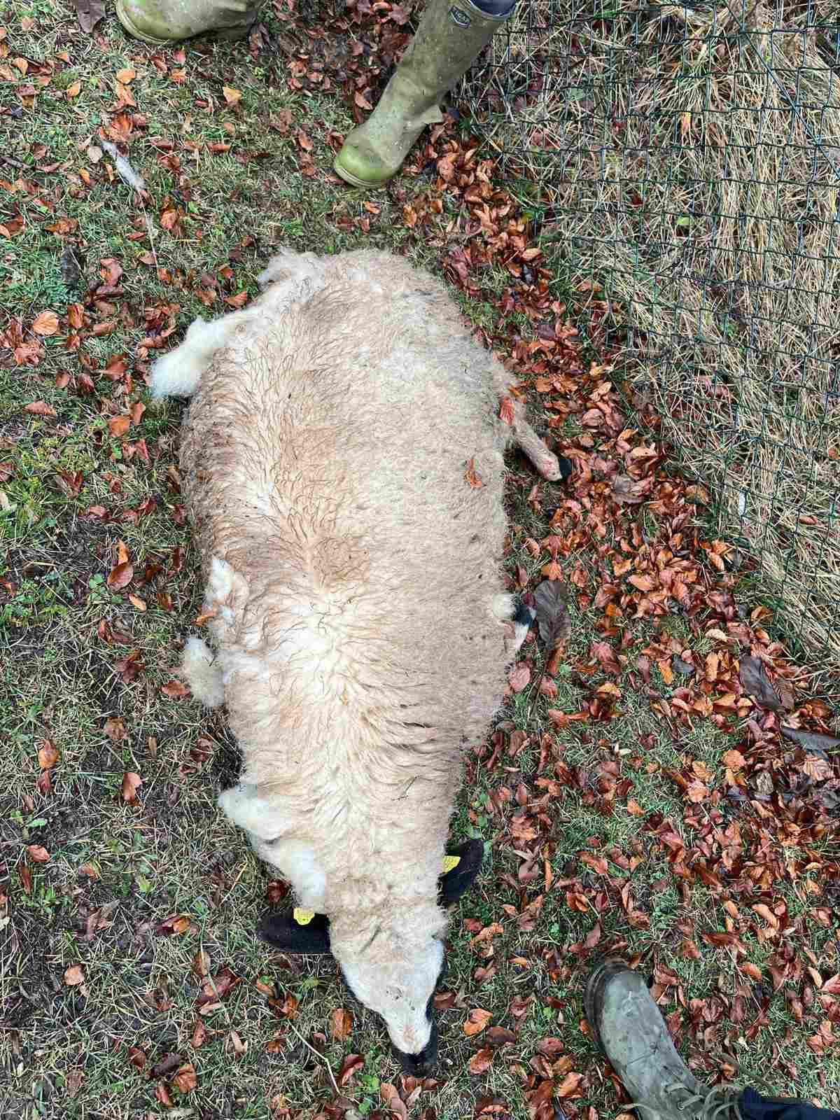 Četiri ovce masakrirane u dvorištu, deca ne smeju ni u školu: Psi lutalice seju strah u prijepoljskom kraju, gradjani strahuju za svoju bezbednost (FOTO)