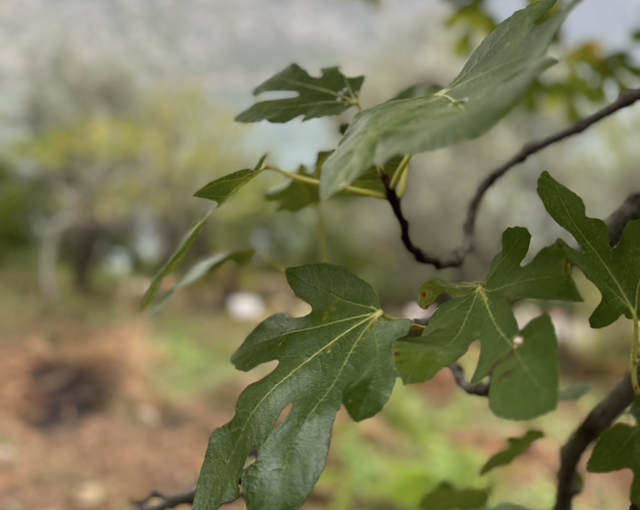 Ovaj lekoviti čaj snižava šećer, reguliše probleme sa disanjem i smanjuje trigliceride: Smokvin list prirodna riznica zdravlja - evo kako se najlakše konzumira (FOTO)