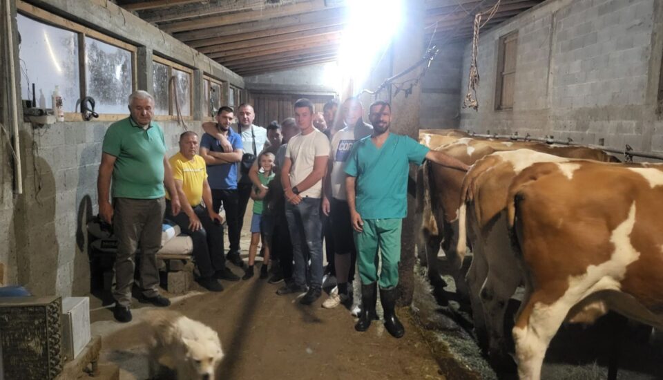 Ne beže ni od štale, ni od krave: Sjajna slika stiže iz Prijepolja, mladi jačaju šanse za zapošljavanje kroz razvoj stočarstva (FOTO)