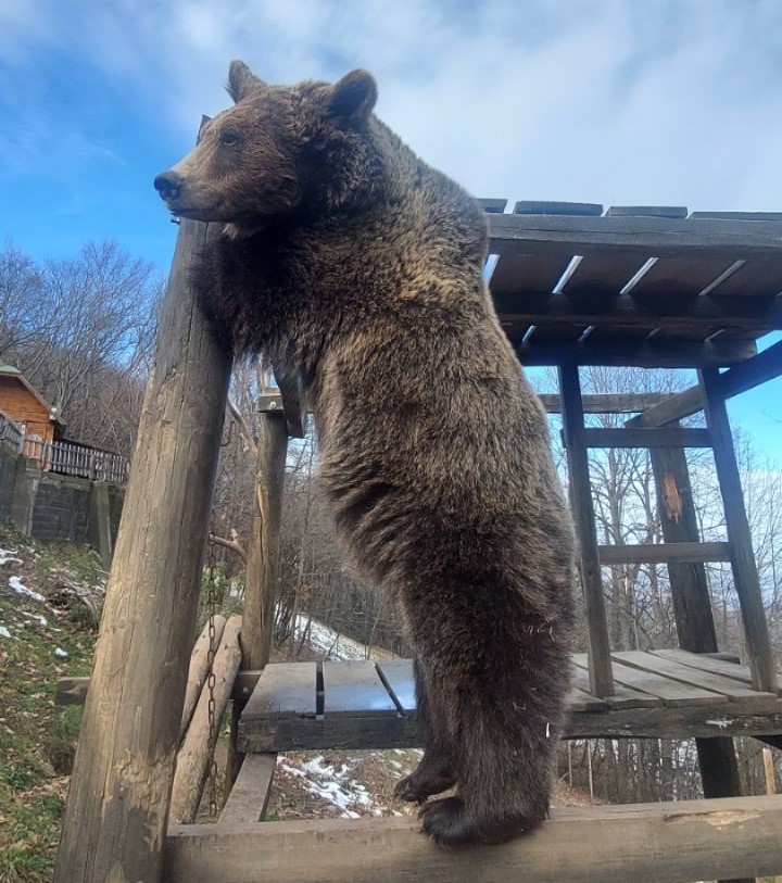 Medvedice obožavaju ljude / Foto: Petar Tubić