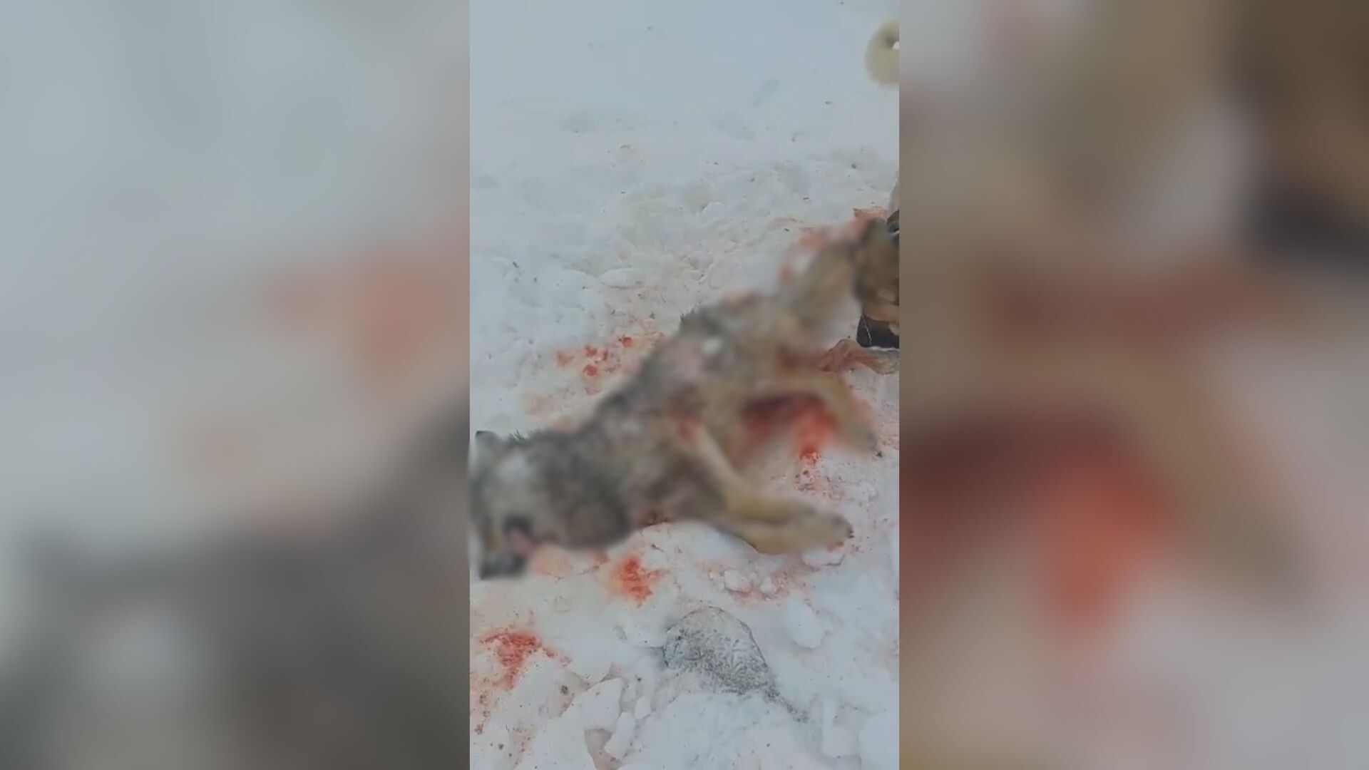 Dramatična i krvoločna borba na Pešteru: Neustrašivi pas spasio ovce od vuka - usmrtio zver, a iako povređen kangal Ajaz pravi je borac i heroj (FOTO)(VIDEO)