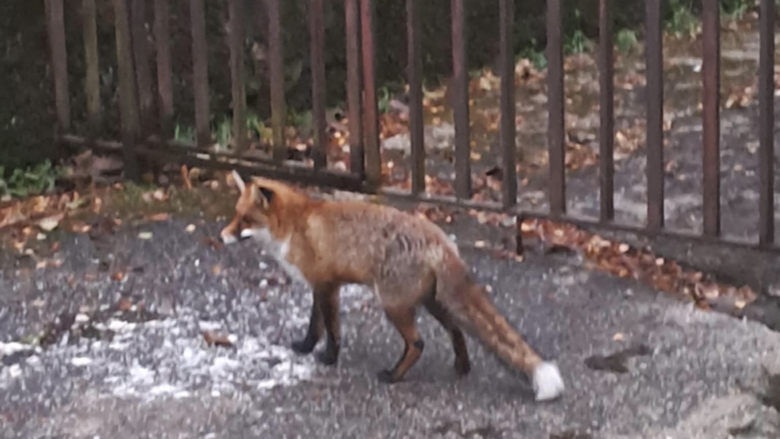 Lisica upala u trafo-stanicu pa ostavila Ivanjičane bez struje: Nesvakidašnji incident u naselju Crnjevo