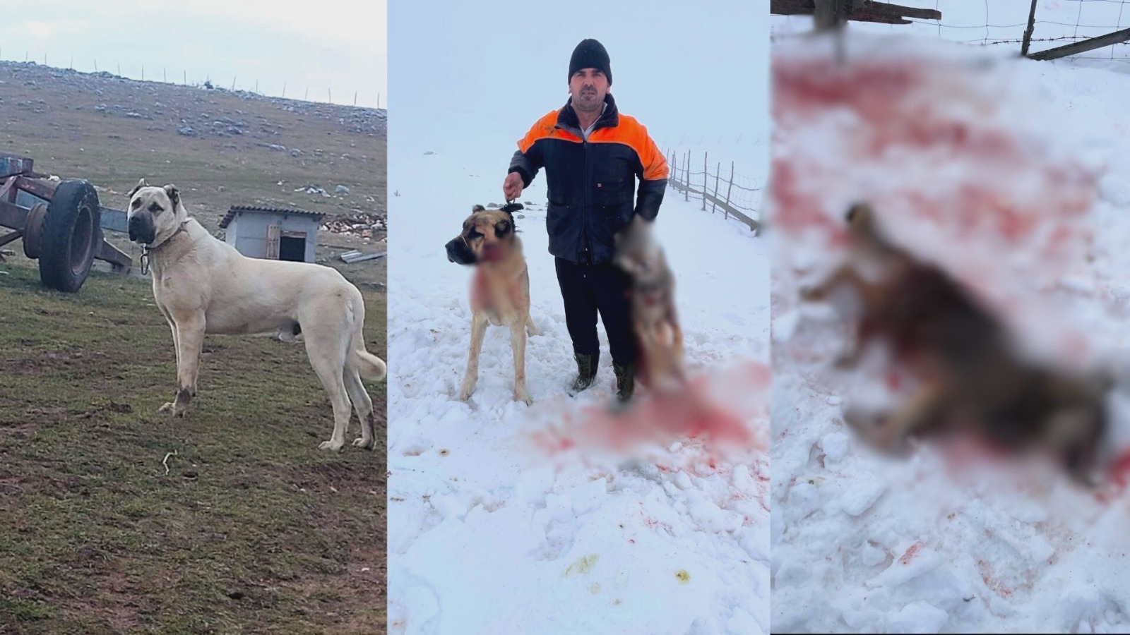 Oporavlja se pas Ajaz koji je usmrtio vuka na Pešteru / foto: RINA