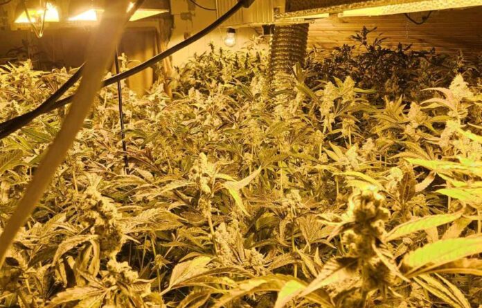 Umesto šljiva - u selu kod Čačka raste marihuana: Muškarac uhapšen, u kući mu pronađena laboratorija za uzgoj droge u veštačkim uslovima