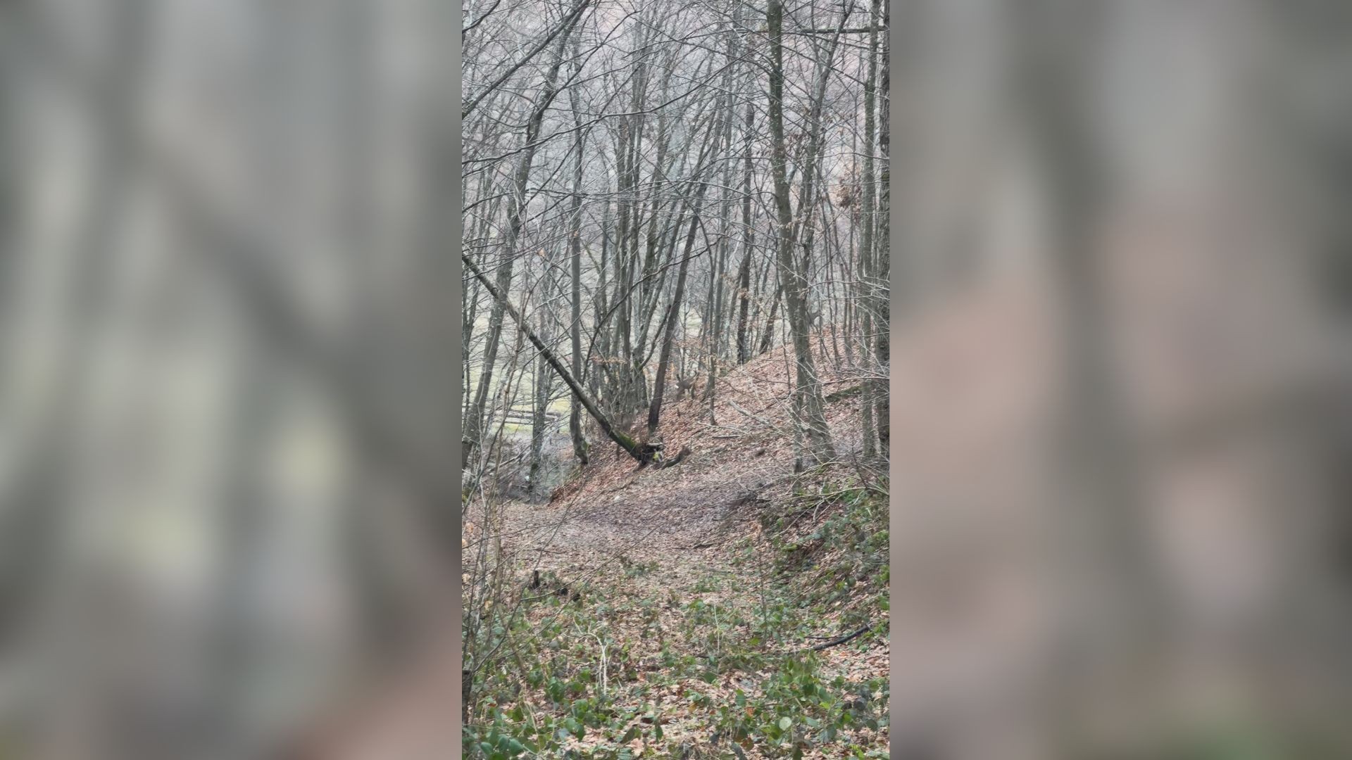 Retko lepa slika iz ivanjičkog kraja: Lovci tokom potrage za divljom svinjom snimili igru srna u šumi (VIDEO)