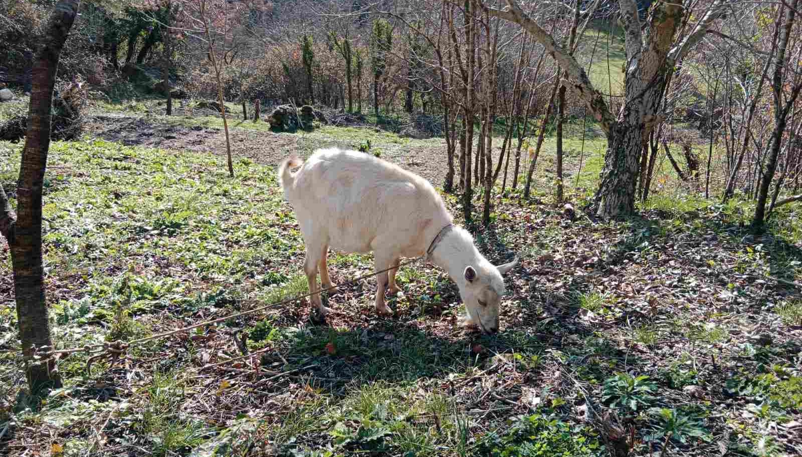 Selo Svrčuge kod Herceg Novog / foto: Privatna arhiva
