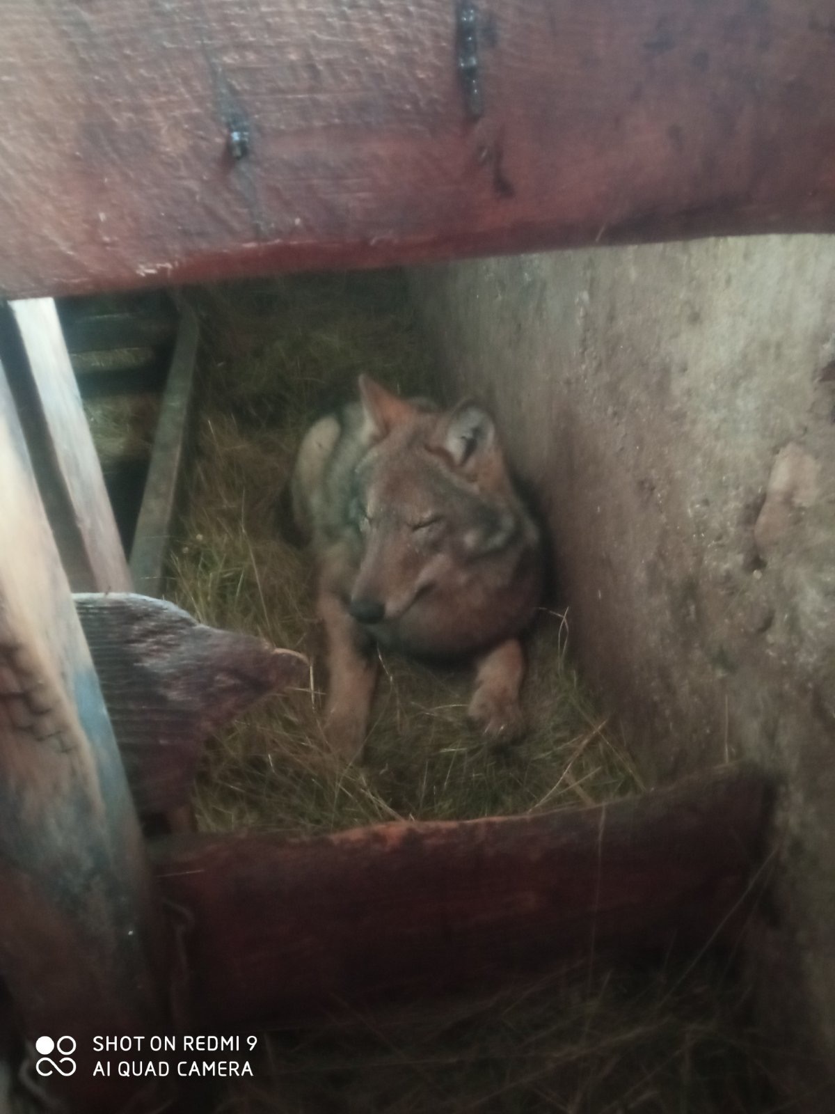 Kad su ga videli, nisu verovali - ušuškao se kao domaća životinja: Vuk ušao u štalu na Žabljaku i satima ležao pored teladi (FOTO)