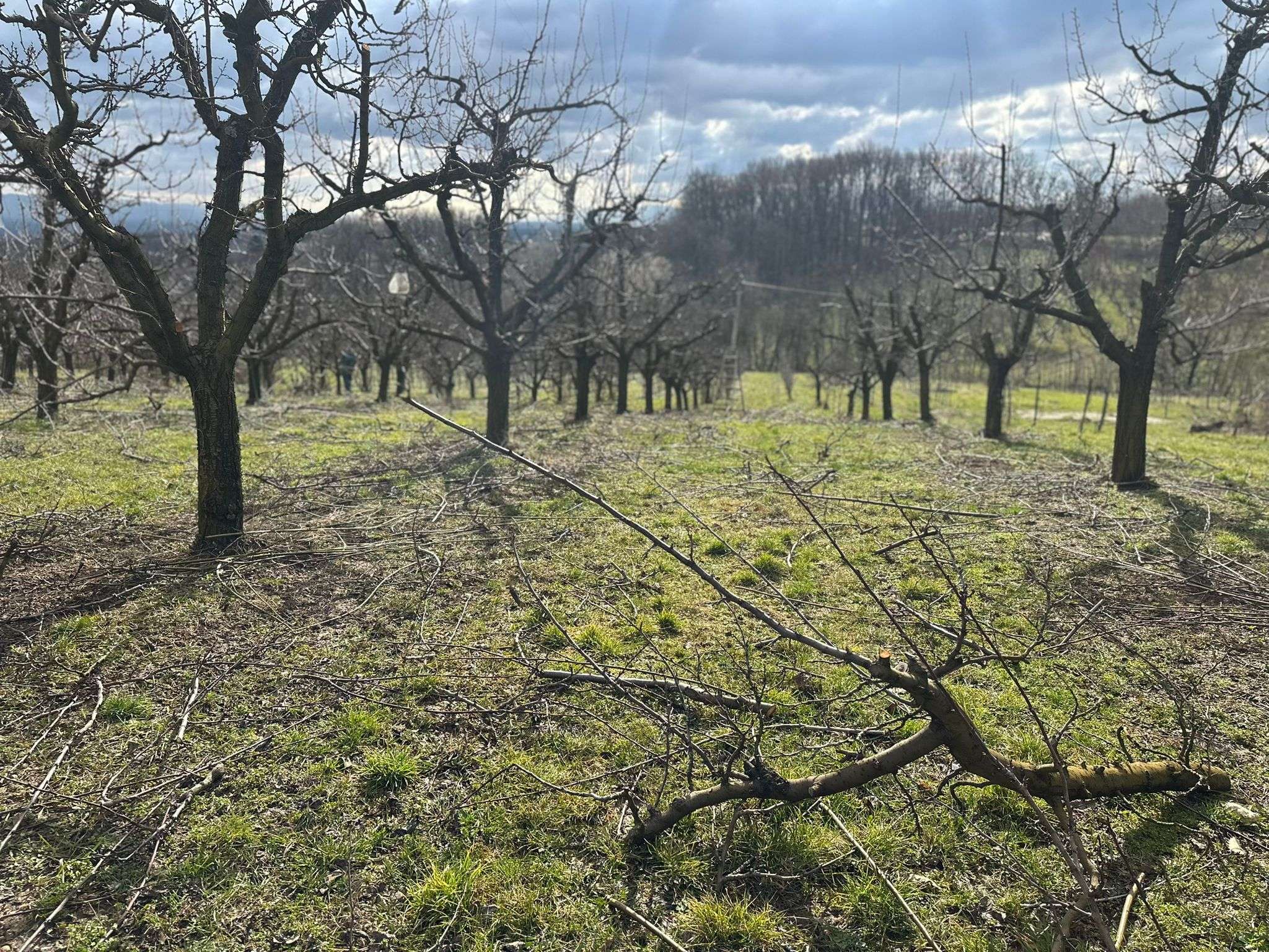 Rezidba voća u punom jeku / foto: RINA