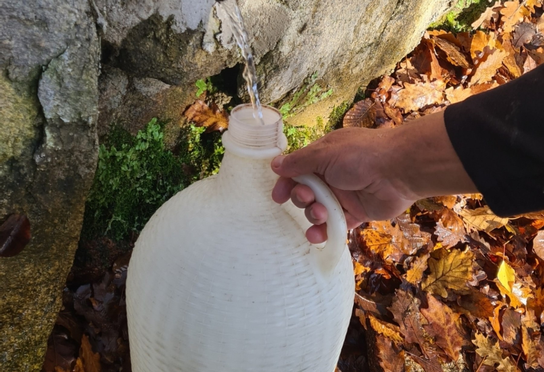 Čudo prirode na planini Čemerno: Sakrivena u šumi vekovima protiče lekovita odmenjska voda - mnogi kažu da je to spas za heliko bakteriju i ešerihiju (FOTO)