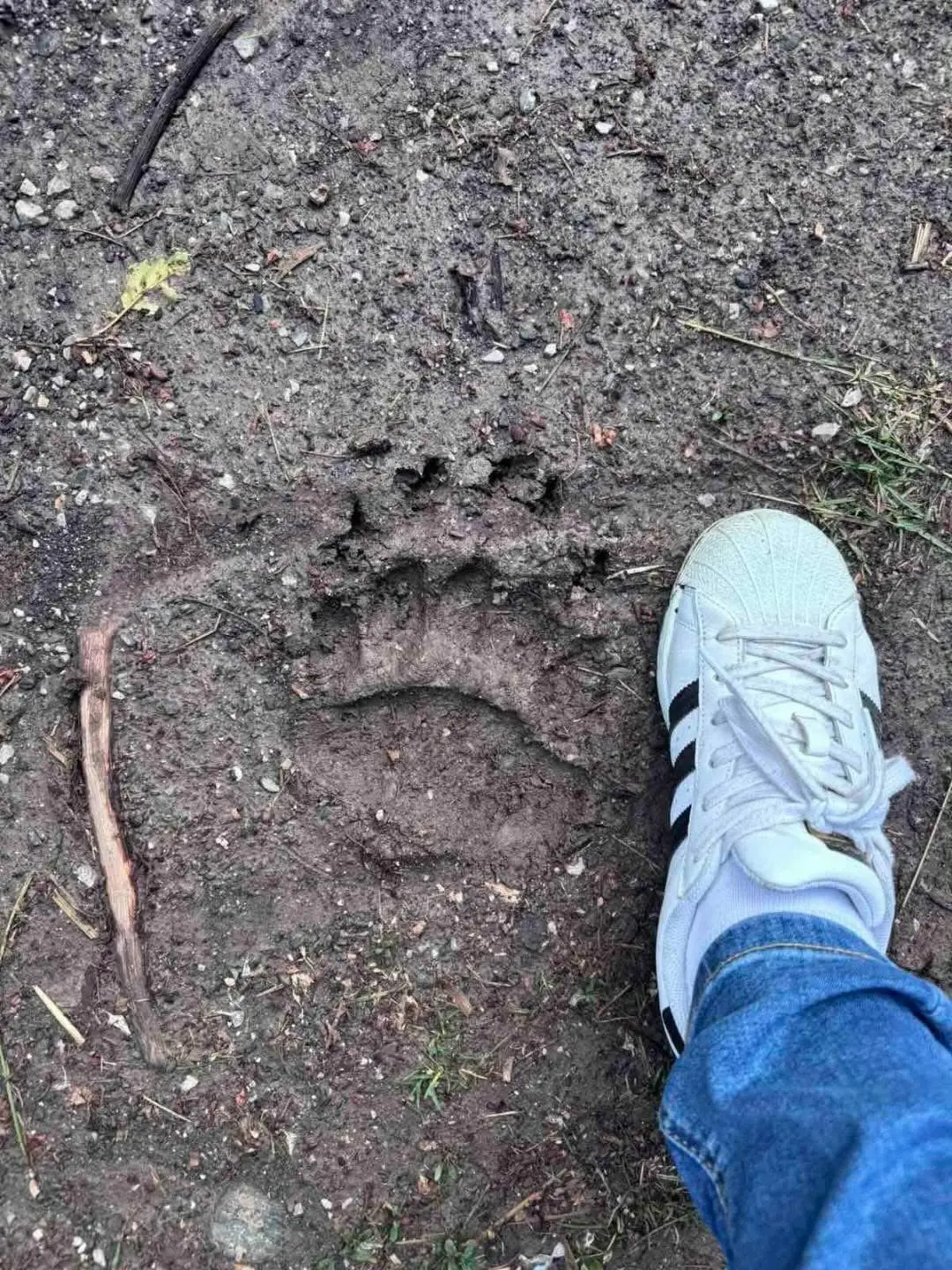 Zastrašujući otisci u selu kod Požege: Meštani Zaselja u strahu od medveda - danima upada na imanja i kolje stoku (FO0TO)